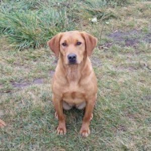 Brook Fox Red Labrador