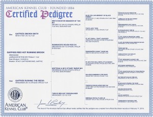 Brook Labrador Certified Pedigree