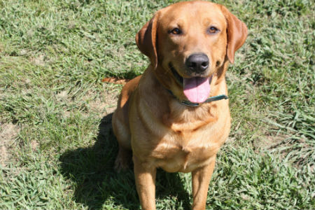 Koda Fox Red Stud Dog Labrador