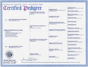 Koda Labrador Certified Pedigree