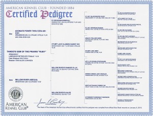 Ruby Labrador Certified Pedigree