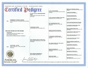 Spark Labrador Certified Pedigree