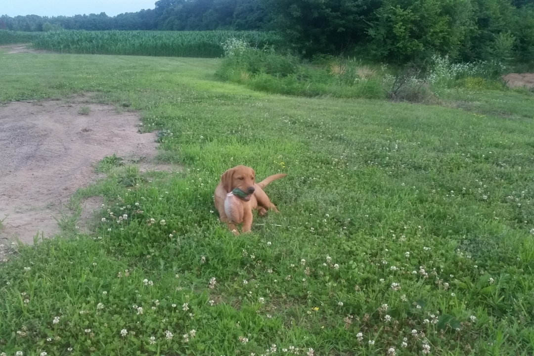 Koda Labrador as Puppy Duck
