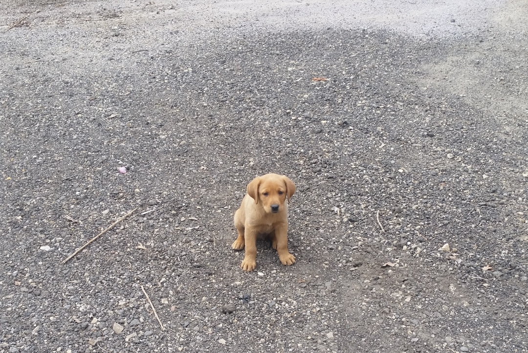 Koda Labrador as Puppy Sit