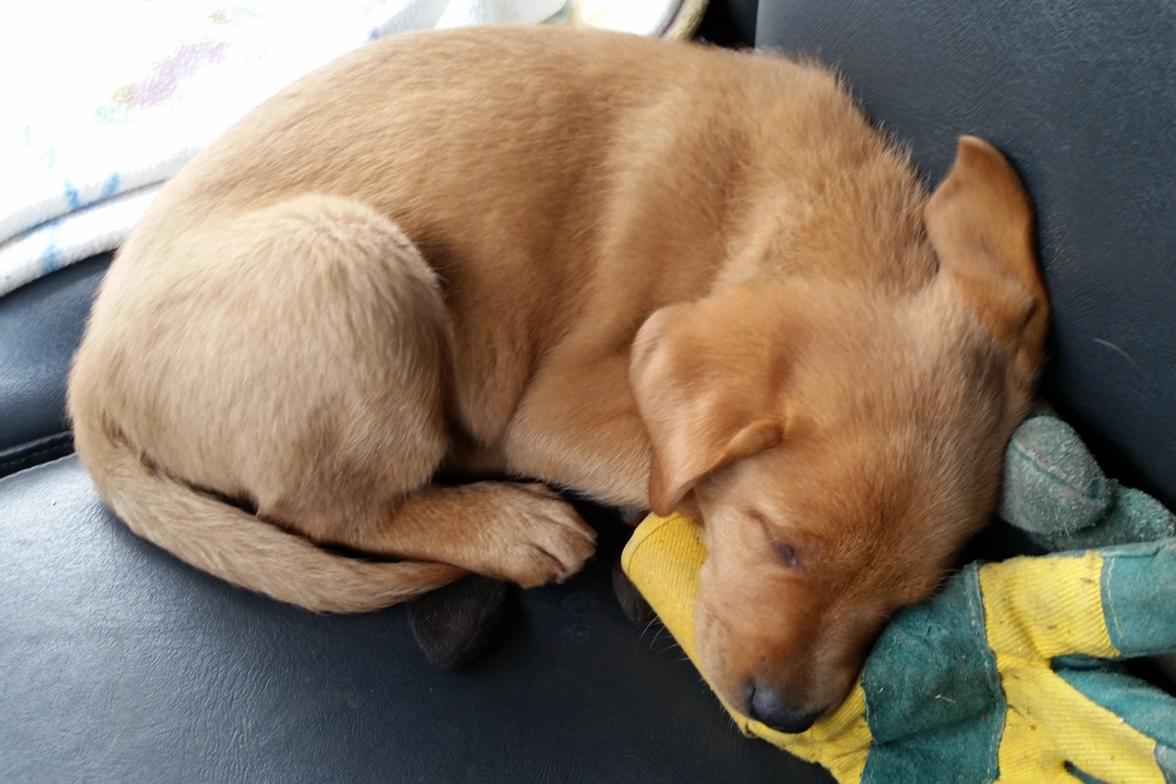 Koda Labrador as Puppy Sleep