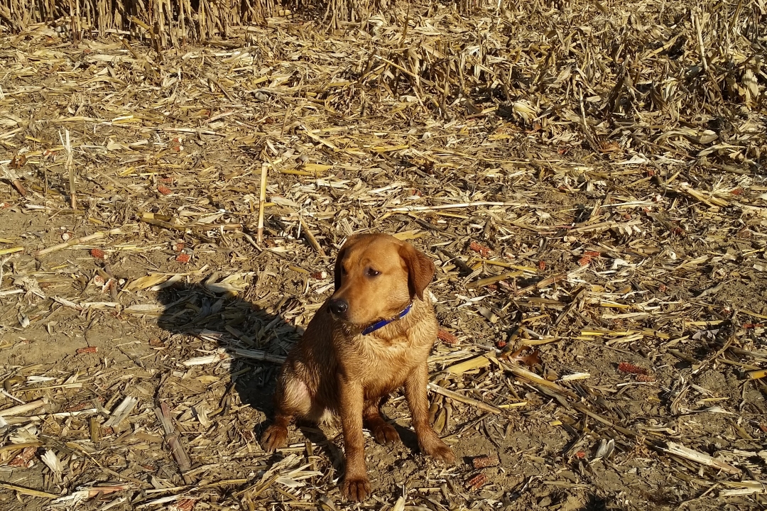 Koda Labrador Sit Corn Field