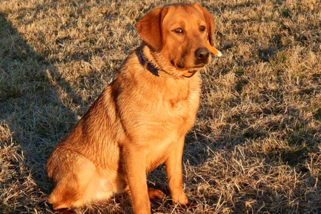 Koda Labrador Sunset