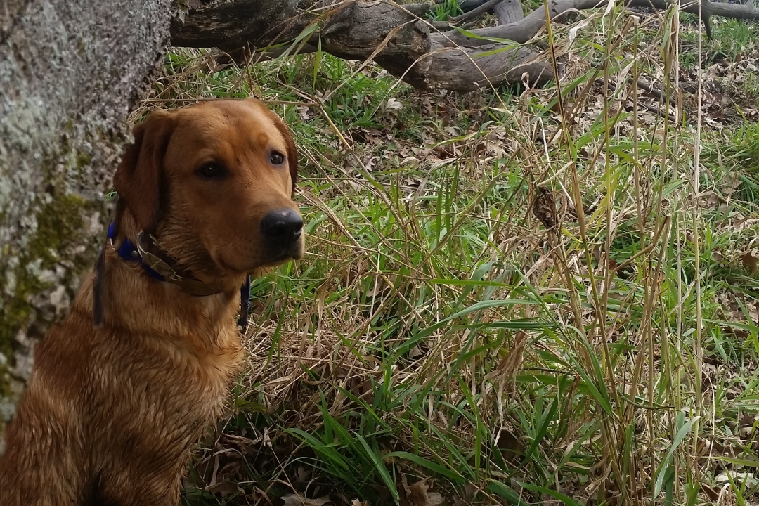 Koda Labrador Wet Under Log