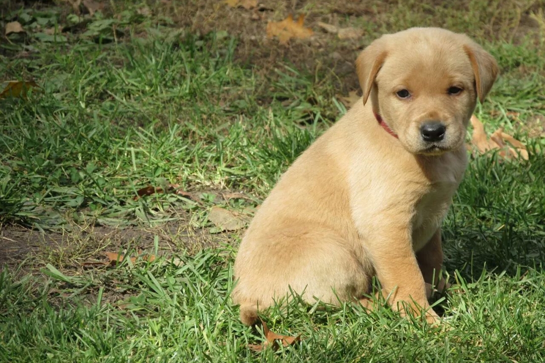 Ruby Labrador as Puppy