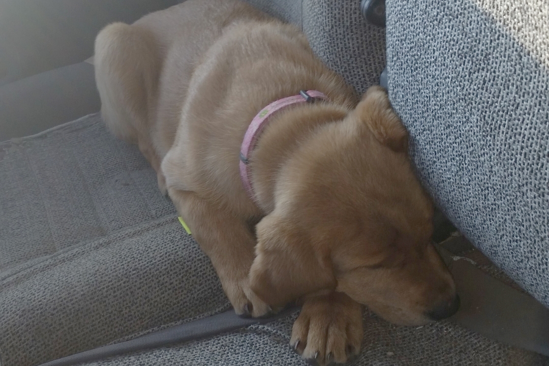 Ruby Labrador Sleep