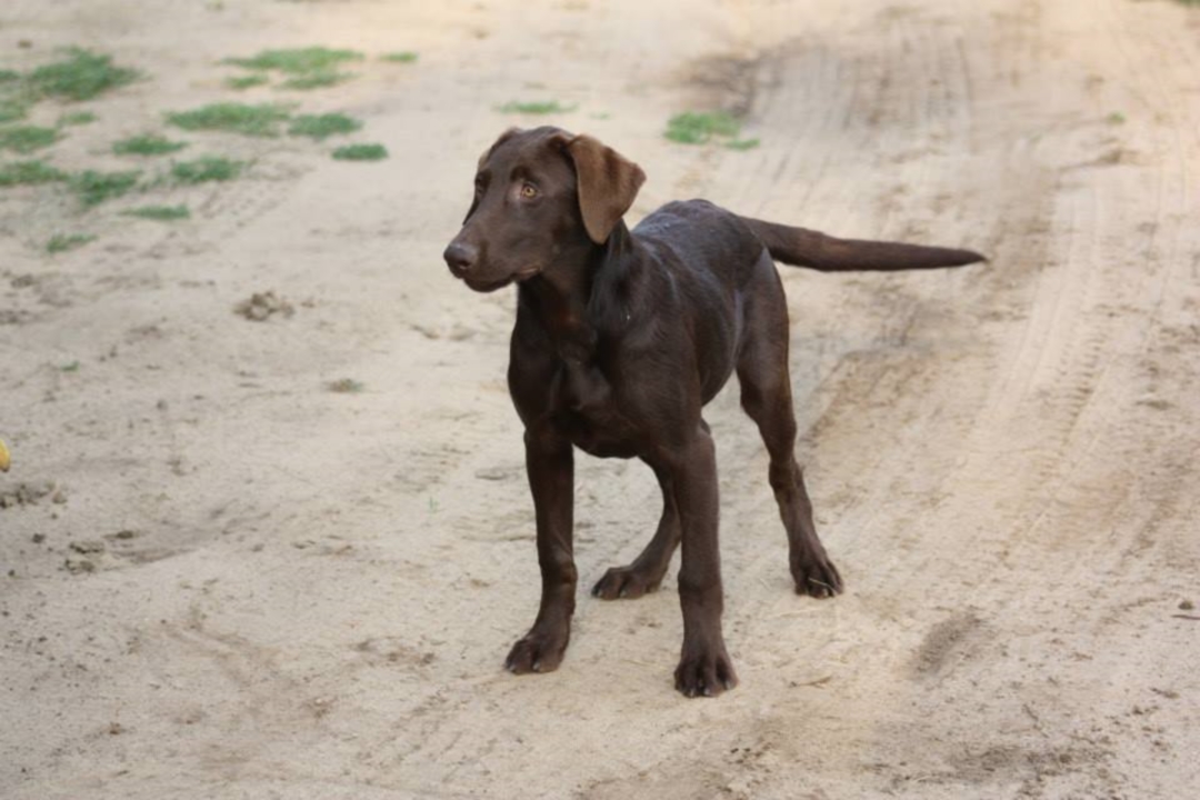 Spark Labrador Alert