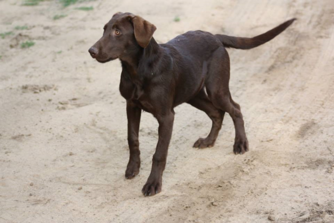 Spark Labrador on Trail
