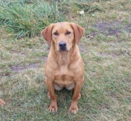 Red Hot Labradors Labrador Puppies Labrador Retrievers