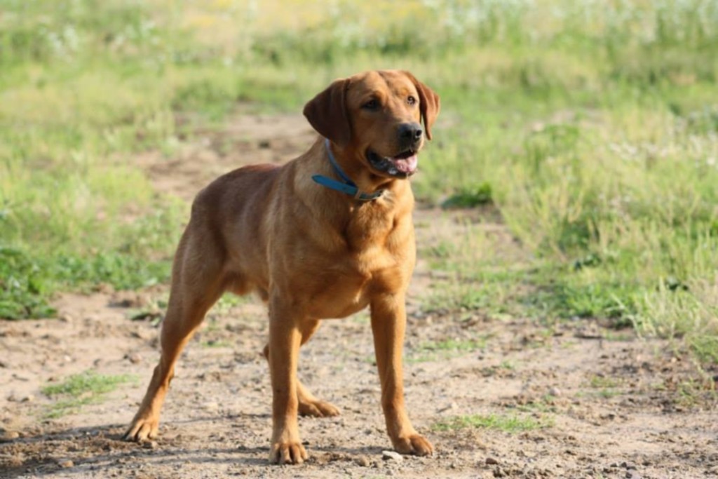 Koda’s Gallery – Fox Red Labrador – Red Hot Labradors – Labrador ...